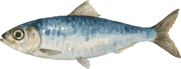 Vector watercolor illustration of a sardine
