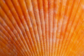 Texture of orange seashell with, natural backdrop.