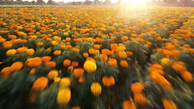 Expansive meadow of brilliant orange blossoms illuminated by a warm, radiant sunflare, evoking a feeling of tranquility and natural splendor