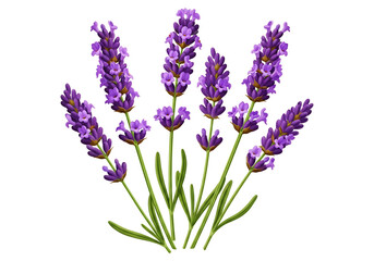 Obraz premium A beautiful sprig of lavender flowers with green stems and leaves