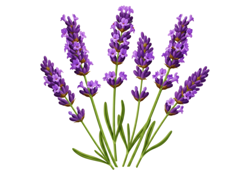 A beautiful sprig of lavender flowers with green stems and leaves