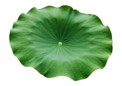 A vibrant green lotus leaf, showcasing its intricate veining and ruffled edges, isolated on a clean transparent background