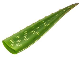 A single aloe vera leaf, showcasing its vibrant green color and distinctive serrated edges