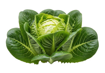 Fototapeta premium Fresh crisp romaine lettuce head isolated on black for culinary use