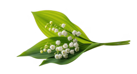 Delicate lily of the valley flowers fresh green leaves isolated