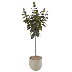 money tree growing in a pot