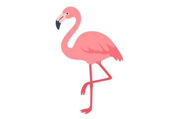 Fototapeta premium Pink flamingo standing on one leg, tropical bird wildlife isolated on white background