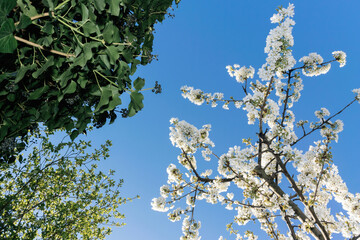 Branches with white spring blossoms and lush green leaves stretch upward toward a clear blue sky, creating a bright and vibrant natural scene filled with sunlight and freshness.