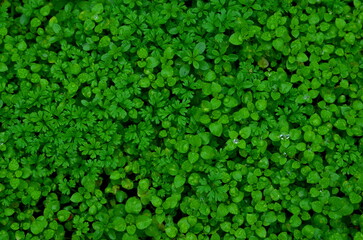 The graphic resource consists of densely growing small grass with drops of water.