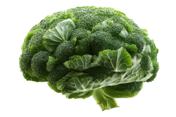 Fresh Broccoli Head Isolated on Transparent Background