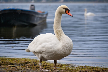 Fototapeta premium 湖の白鳥