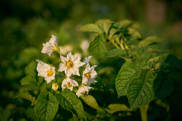 Blossoming of potato fields, potatoes plants with  flowers.