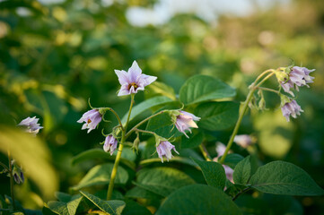 Blossoming of potato fields, potatoes plants with  flowers.