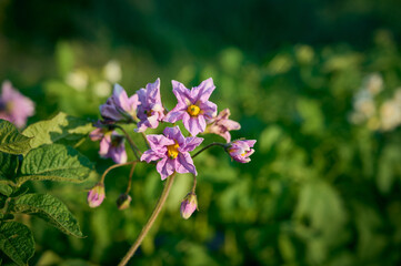 Blossoming of potato fields, potatoes plants with  flowers.