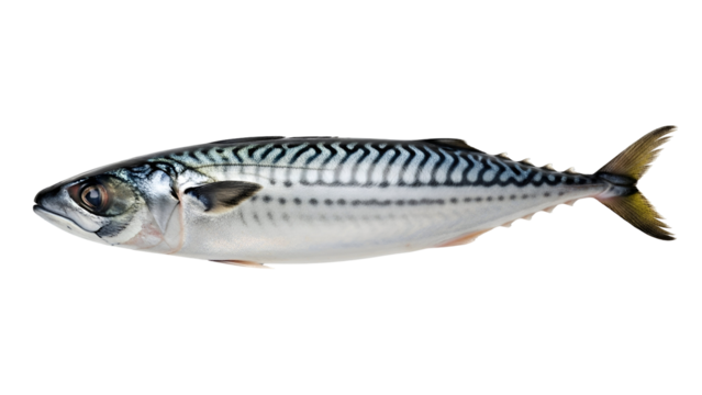 Isolated Mackerel Fish with Silver and Blue Stripes on a Transparent Background a Studio Shot of Fresh Seafood Raw Ingredient for Healthy Cooking