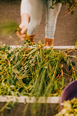A woman is picking up weeds from the ground. The weeds are green and scattered around the area