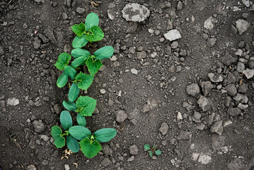 Cucumber seedlings  in open organic soil. The cultivation of cucumbers.