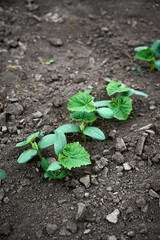 Cucumber seedlings  in open organic soil. The cultivation of cucumbers.