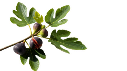 Close Up of Fig Branch with Ripe Fruits and Green Leaves on Transparent Background