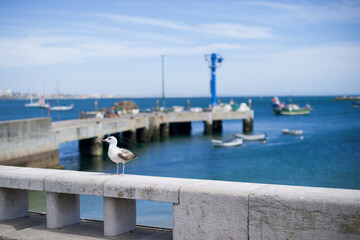 A lone seagull stands on a stone railing overlooking the tranquil marina of Cascais, Portugal, with numerous boats dotting the calm blue waters under a clear sky.