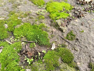 green moss grows on the rocks