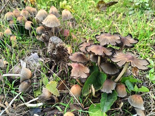 toadstool mushrooms in a clearing in the autumn forest