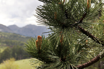 Pine tree needles with rain drops