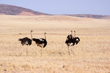 Autruche en namibie