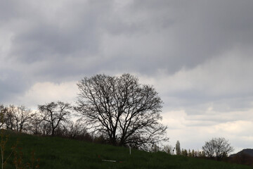 trees on the hill, cloudy sky and grass