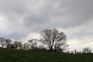 trees on the hill, cloudy sky and grass