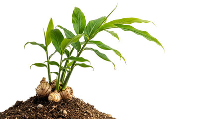 Ginger Plant Growing on Pile of Soil Against Transparent Background Fresh Green Leaves and Brown Roots Detailed Close Up Still Life
