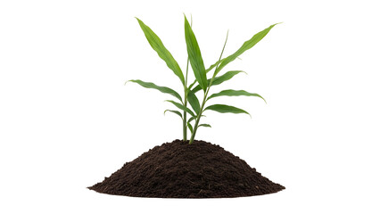Isolated Green Plant on Pile of Soil Against Transparent Background in Studio Shot for Environmental Conservation and Sustainable Growth