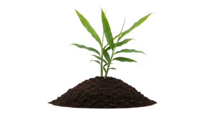 Isolated Green Plant on Pile of Soil Against Transparent Background in Studio Shot for Environmental Conservation and Sustainable Growth