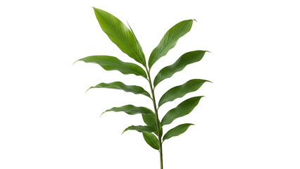 Isolated Green Branch with Elongated Leaves on Transparent Background Studio Shot