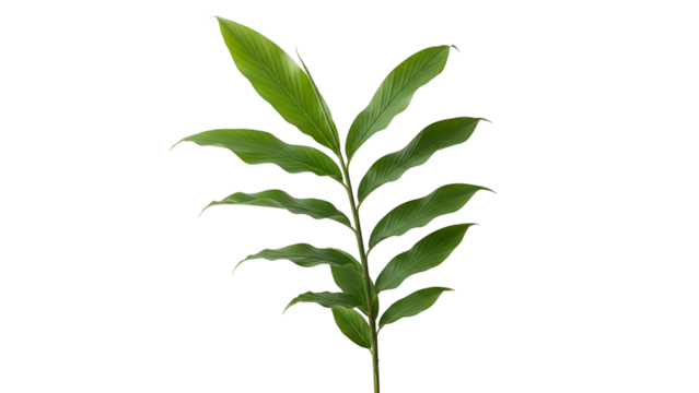 Isolated Green Branch with Elongated Leaves on Transparent Background Studio Shot