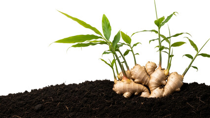 Ginger Rhizome with Green Shoots on Dark Soil with Transparent Background Herbal Remedy and Spices Culinary Element Freshness Symbolism in Studio