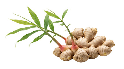Fresh Ginger Rhizome with Green Sprouts and Transparent Background Isolated Displaying Roots and Textured Surface in Detailed Close Up for Culinary