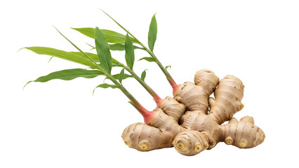 Fresh Ginger Rhizome with Green Sprouts on Transparent Background