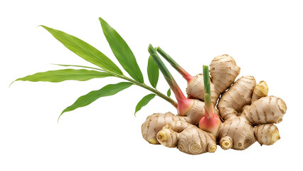 Fresh Ginger Rhizome with Green Leaves Isolated on Transparent Background