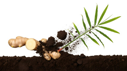 Ginger Rhizome Sprout with Green Leaf in Soil on Transparent Background