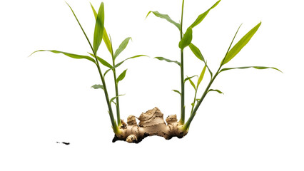 Fresh Ginger Rhizome Sprout Growing with Green Leaves on Transparent Background Detailed Close Up Studio Shot of Healthy Root Plant