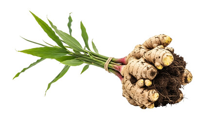 Fresh Ginger Rhizome with Green Shoots on Transparent Background