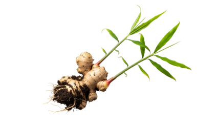 Isolated Ginger Rhizome with Sprout Growing on Transparent Background Revealing Soil and Roots Detail in Studio Lighting