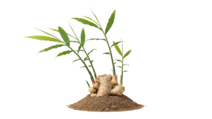 Ginger Sprout with Green Leaves on Mound of Soil Against Black Backdrop