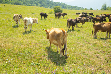 Cows in the pasture. Summer time