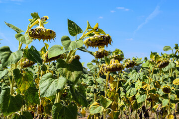 Sunflowers in a vibrant field, showcasing wilted heads and lush green leaves under a clear blue sky, representing the beauty of nature and the changing seasons