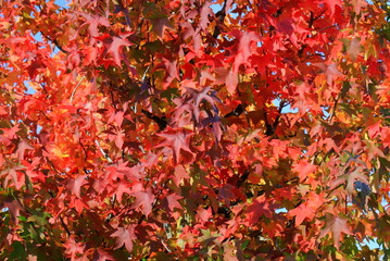 Japanese maple, palmate, autumn tree with yellow, red, orange, leaves, autumn landscape. Japanese maple in leaf fall.