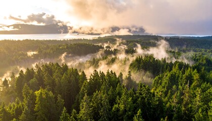 Aerial view of a dense forest with mist rising amidst tall trees, near a body of water under a cloudy sky