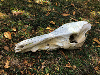 Obraz premium Large animal skull resting on the ground surrounded by fallen leaves and grass, showcasing natural decay and the beauty of wildlife remnants in a serene outdoor setting