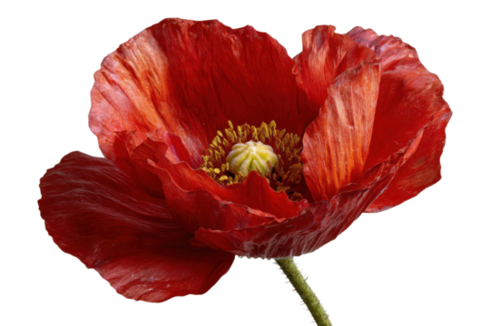 Vibrant red poppy flower with yellow center on transparent background close up